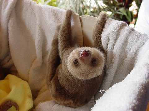 Zoe, the sloth
